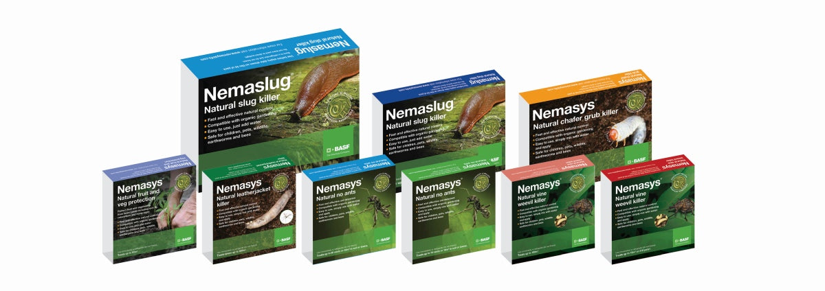 Nemasys Vine Weevil Killer The Natural, Organic Vine Weevil Control